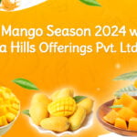 Alphonso Mango Season 2024 Shimla Hills