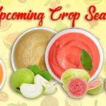 India Food Supplier SHOP