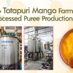Totapuri Mango Pulp Shimla Hills