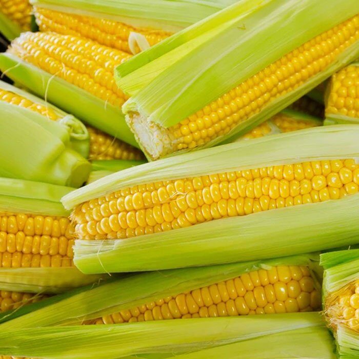 Shimla Hills Corn on Cob