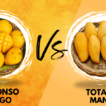 Alphonso Vs Totapuri Shimla Hills