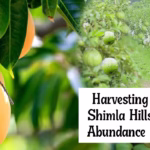Mango Varieties Shimla Hills