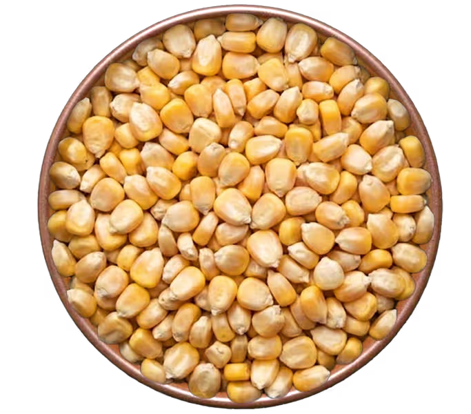 Indian Maize Yellow Corn Shimla Hills SHOPL