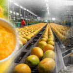 Mango Pulp Manufacturer Shimla Hills