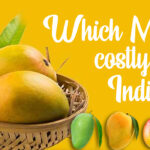 Mango Pulp Price Shimla Hills