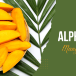 Alphonso Mango Pulp Shimla Hills
