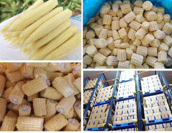 Baby Corn Packaging Shimla Hills