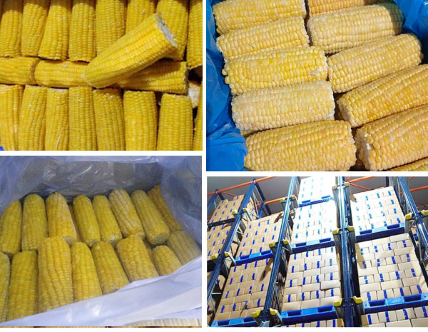 Corn On Cob Packaging Shimla Hills