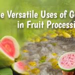 Guava Puree Pulp Shimla Hills Offerings Pvt Ltd
