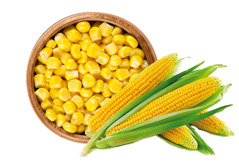 Indian Maze Yellow Corn