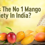 Mango Pulp Variety in India Shimla Hills