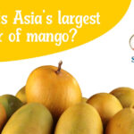 Asia largest Mango Pulp Producer